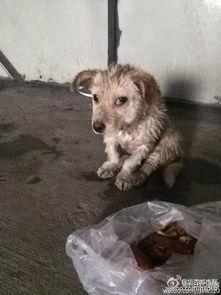 狗狗最新爆料视频下载免费 第2张 狗狗最新爆料视频下载免费 第2张